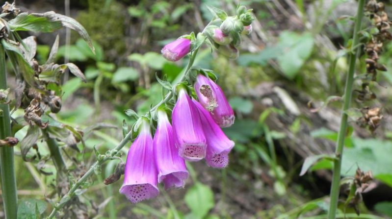 Triberg_120816_038